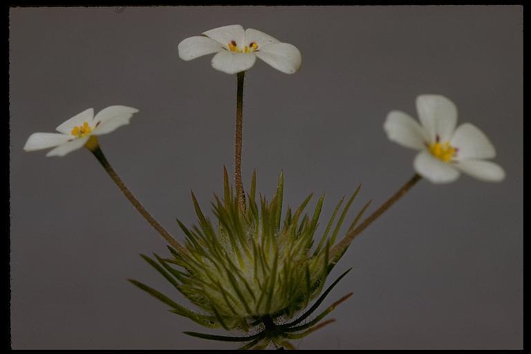 Image of mustang clover