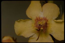 Image of moth mullein