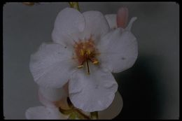 Image of moth mullein