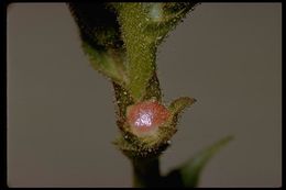 Image of moth mullein