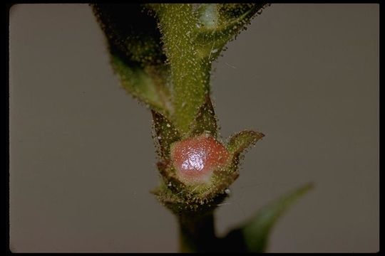 Imagem de Verbascum blattaria L.