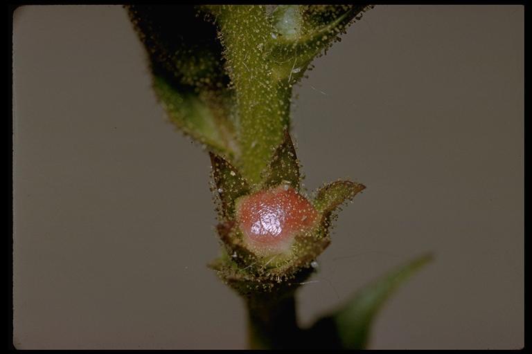 Image of moth mullein