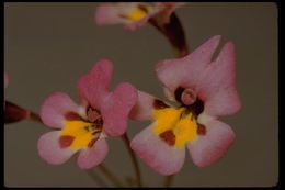 Plancia ëd <i>Mimulus angustatus</i>