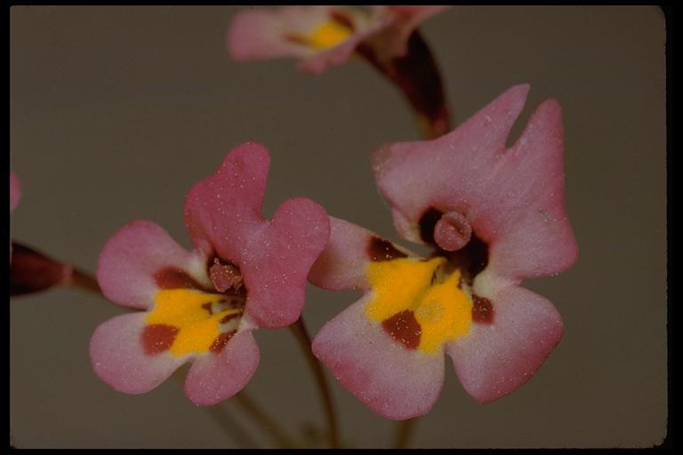 Plancia ëd <i>Mimulus angustatus</i>