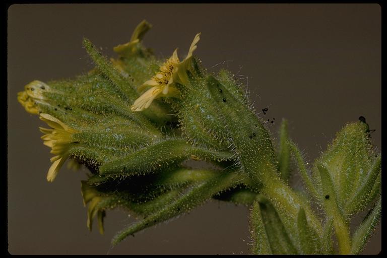 Image of grassy tarweed