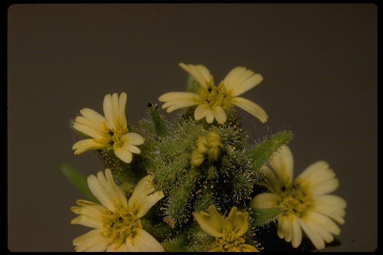 Image of grassy tarweed