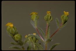 Image de Hemizonella minima (A. Gray) A. Gray