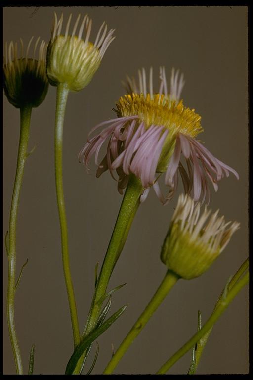 Image of leafy fleabane