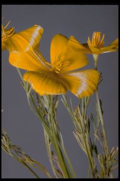 Image of tufted poppy