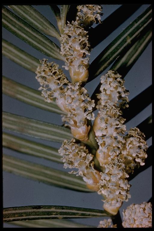 Image of California Nutmeg