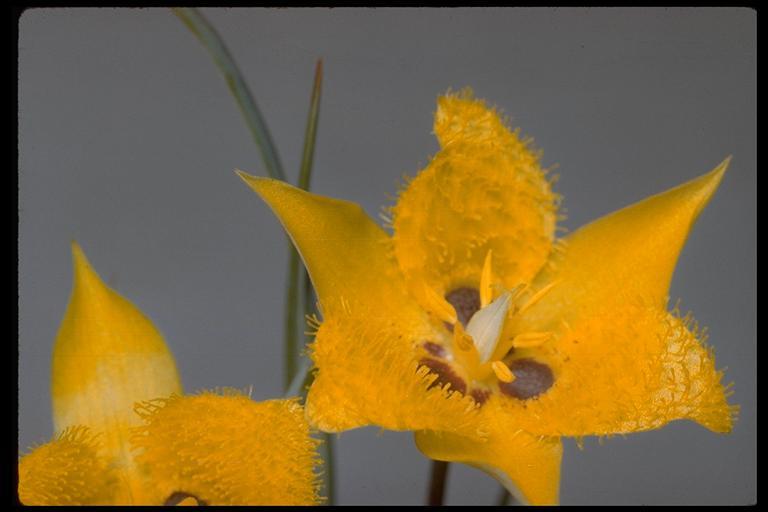 Calochortus monophyllus (Lindl.) Lem. resmi