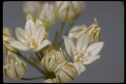 Image of white brodiaea