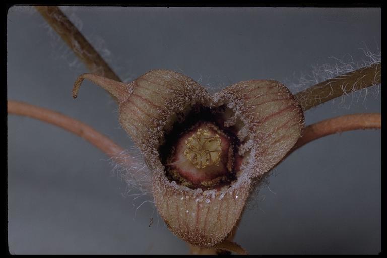 Image de Asarum lemmonii S. Wats.