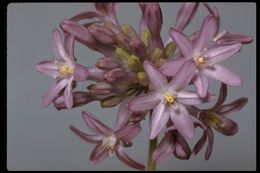 Sivun Dichelostemma multiflorum (Benth.) A. Heller kuva