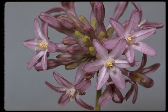 Sivun Dichelostemma multiflorum (Benth.) A. Heller kuva