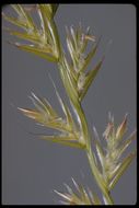 Image of <i>Festuca perennis</i>