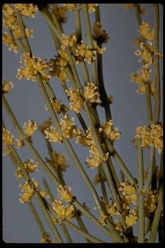 Image of Green Ephedra