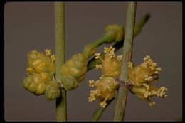 Imagem de Ephedra viridis Coville