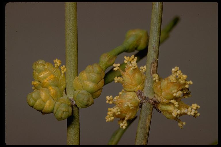 صورة Ephedra viridis Coville