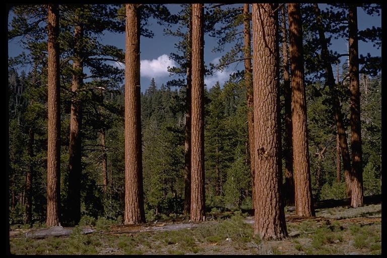 Image of Jeffrey Pine