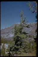 Image of Limber Pine