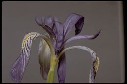 Image of Rocky Mountain iris