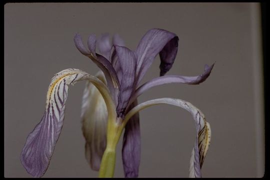 Image de Iris missouriensis Nutt.