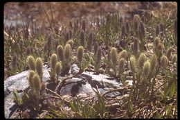 Salix petrophila Rydb. resmi