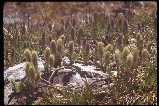 Salix petrophila Rydb. resmi