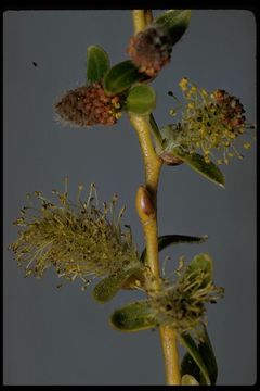 Plancia ëd Salix orestera C. K. Schneider