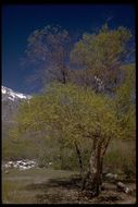 Image de Salix laevigata Bebb