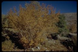 Image of Black birch