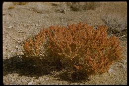 Image of shadscale saltbush