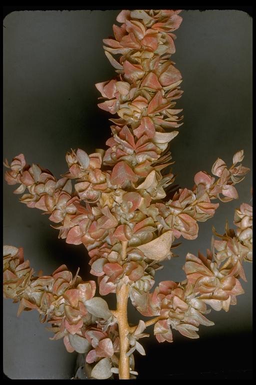 Image of shadscale saltbush