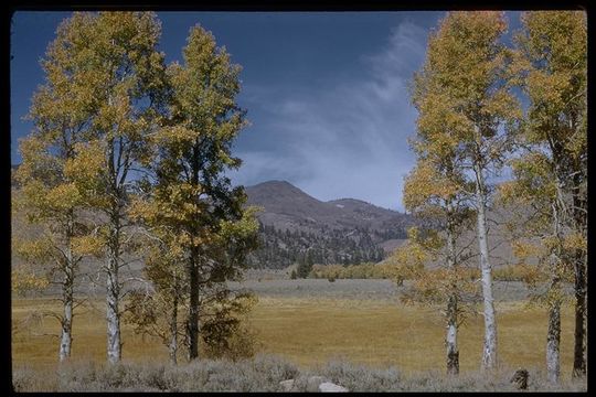 Image of quaking aspen