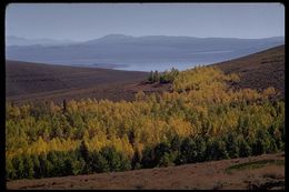 Image of quaking aspen