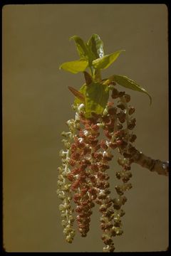 Image of quaking aspen