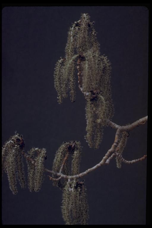 Image of quaking aspen