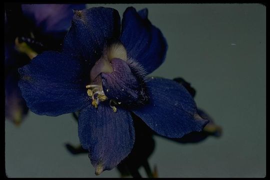 Image of royal larkspur