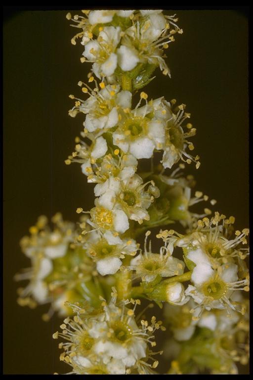 Imagem de Adenostoma fasciculatum Hook. & Arn.