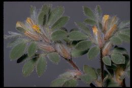 Acmispon brachycarpus (Benth.) D. D. Sokoloff的圖片