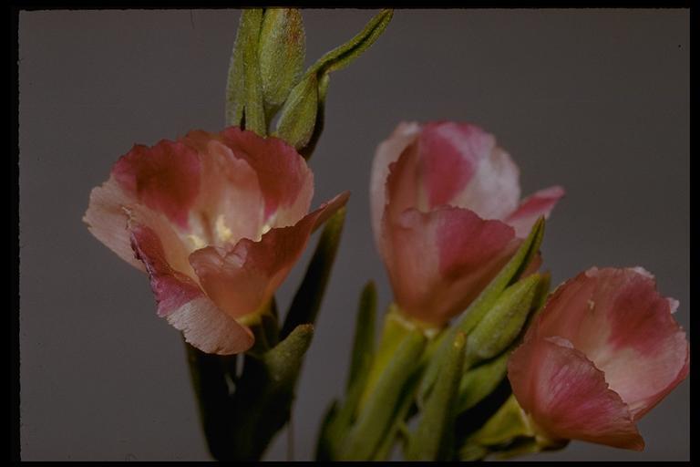 Image of winecup clarkia