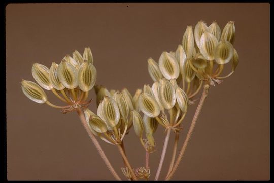 Image of common lomatium