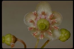 Image of pipsissewa