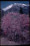 Image of Texas redbud