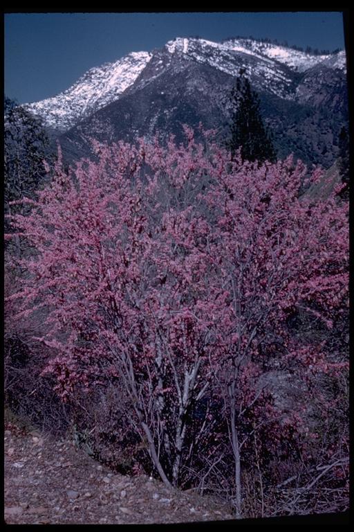 Plancia ëd Cercis canadensis var. texensis (S. Watson) M. Hopkins