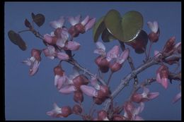 Cercis canadensis var. texensis (S. Watson) M. Hopkins resmi