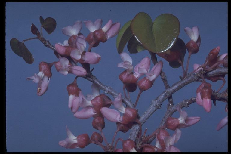 Cercis canadensis var. texensis (S. Watson) M. Hopkins resmi