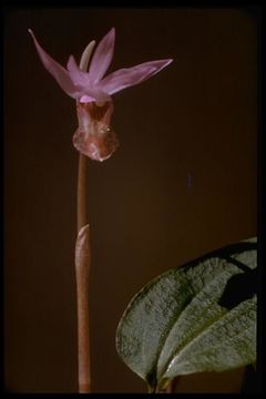 Image of Calypso orchid