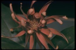 Image of western sweetshrub